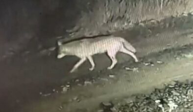 Ardahan’da çiftliğe inen kurtlar kameraya yakalandı