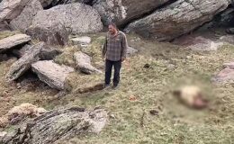Kars’ta Kurtlar 70 Koyunu Telef Etti