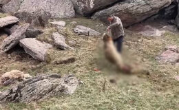Kurtlar sürüye saldırıp 70 koyunu öldürdü
