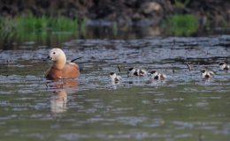 Kars’ta yumurtadan çıkan angut yavruları sulak alanda görüntülendi