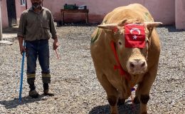1 ton 150 kiloluk ‘Şahmurat’ 300 bin liraya satıldı