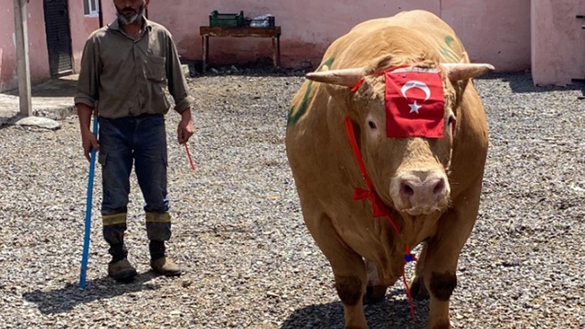 1 ton 150 kiloluk ‘Şahmurat’ 300 bin liraya satıldı