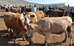 Kars’ta kurbanlık alışverişi hareketliliği