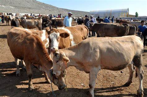 Kars’ta kurbanlık alışverişi hareketliliği