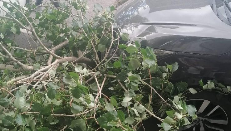 Kars’ta şiddetli rüzgar nedeniyle kırılan ağaç dalları otomobilde hasar oluşturdu