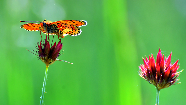 Kars’ta yağmurların ardından ortaya çıkan kelebekler doğayı süslüyor
