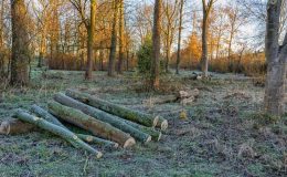 Kars’ta izinsiz ağaç kesen 21 kişiye 137 bin lira ceza uygulandı