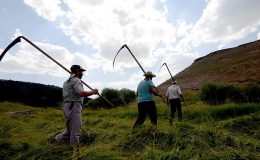 Sarıkamışlı çiftçiler közde çay ve türküler eşliğinde ot biçme mesaisinde