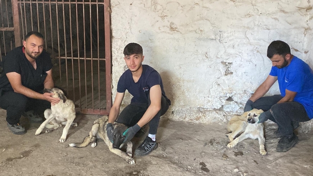 Asfalt ziftine bulaşan 10 yavru köpekten 5’i hayata tutundu