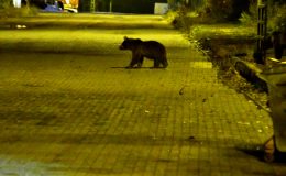 Kars’ın Sarıkamış ilçesine bozayılar indi