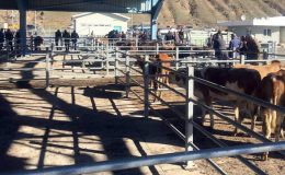 Sarıkamış’ın yeni hayvan pazarı hizmete girdi