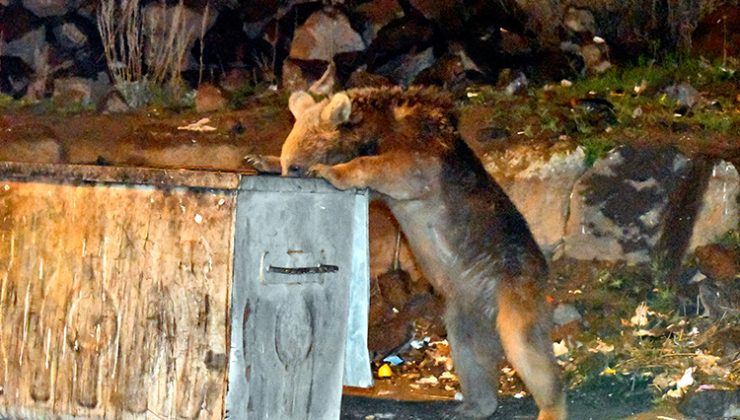 Kars’ta mahalleye inen bozayılar görüntülendi