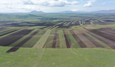 Kars Ovası’nı yağlık ayçiçekleri süsleyecek