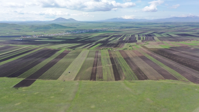 Kars Ovası’nı yağlık ayçiçekleri süsleyecek