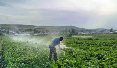 Karslı Çiftçi Baba, Çocuklarının Eğitimi İçin Pancar Ekiyor
