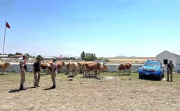 Kars’ta Kaybolan 10 Büyükbaş Hayvan Bulundu