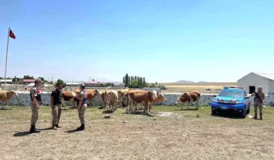 Kars’ta Kaybolan 10 Büyükbaş Hayvan Bulundu