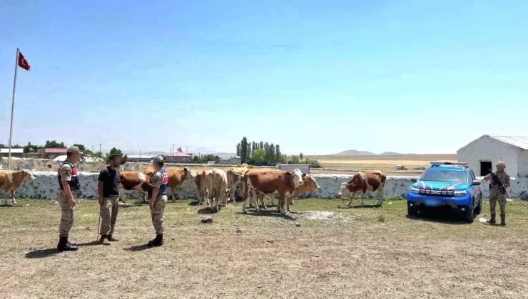 Kars’ta Kaybolan 10 Büyükbaş Hayvan Bulundu