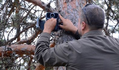 Sarıkamış ormanlarında ayıların koku bıraktığı ağaçlara bilimsel inceleme