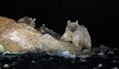 Kars’ta Bozayıların Çöplükte Beslenme Anları Görüntülendi