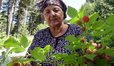 Kars’ta Dağ Çileği Sezonu Başladı