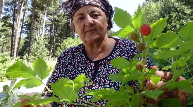 Kars’ta Dağ Çileği Sezonu Başladı