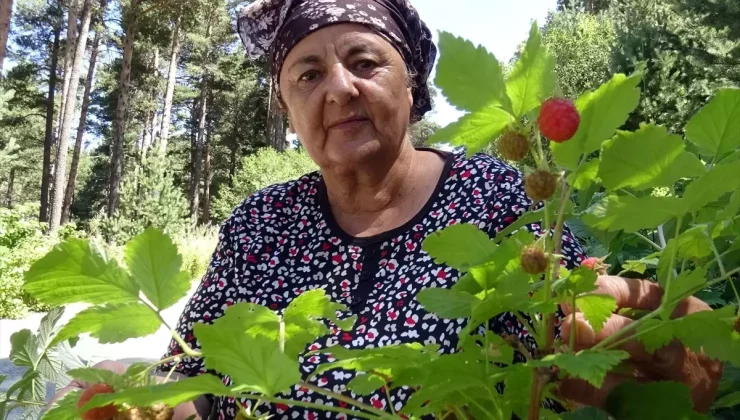 Kars’ta Dağ Çileği Sezonu Başladı