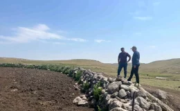 Kars’ta Şap Hastalığıyla Mücadele Devam Ediyor