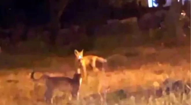 Kars’ta Tilki ve Kedilerin Sevimli Oyunu