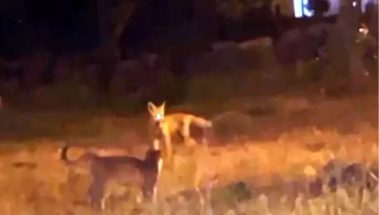 Kars’ta Tilki ve Kedilerin Sevimli Oyunu
