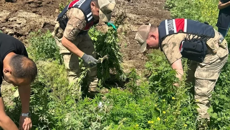 Kars’ta Yasa Dışı Ekili 42 Bin Kök Hint Keneviri Ele Geçirildi