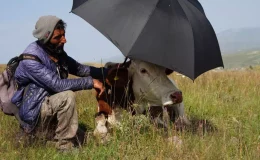 Şap hastalığının pençesinde kıvranan Ardahan’da çaresizliğin fotoğrafı